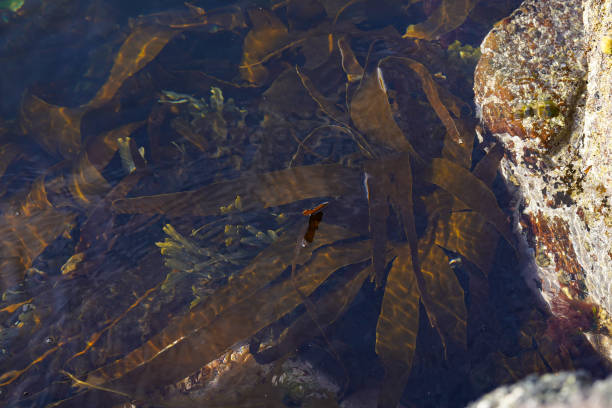 Oarweed brown algae in the water stock photo