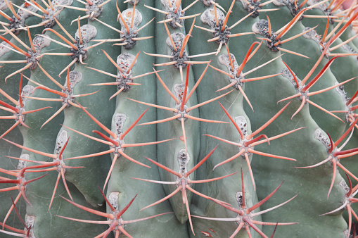 Thorns cactus texture background, close up. Green cactus needles, natural background. Succulent.