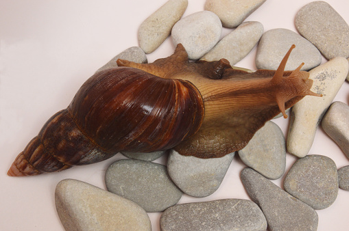 A large African snail Achatina from a shell crawls over sea stones on a light background. View from above