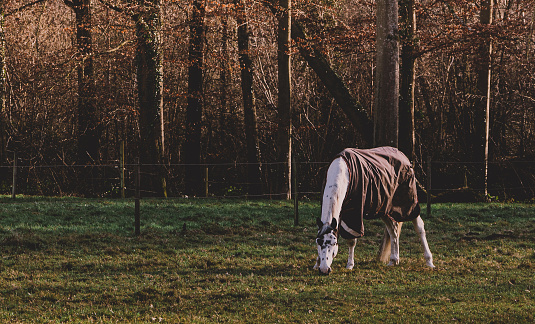 White horse wearing horse blanket in the pasture. Horse in field