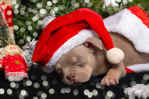 Sleeping little cute American Bully puppy in a Santa hat next to a Christmas tree decorated with toys, snowflakes with a bokeh. Christmas and New Year for pets. Holiday for pets. Waiting for a miracle