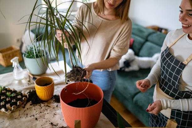 Friends in aprons transplanting a plant together in the living room at home stock photo
