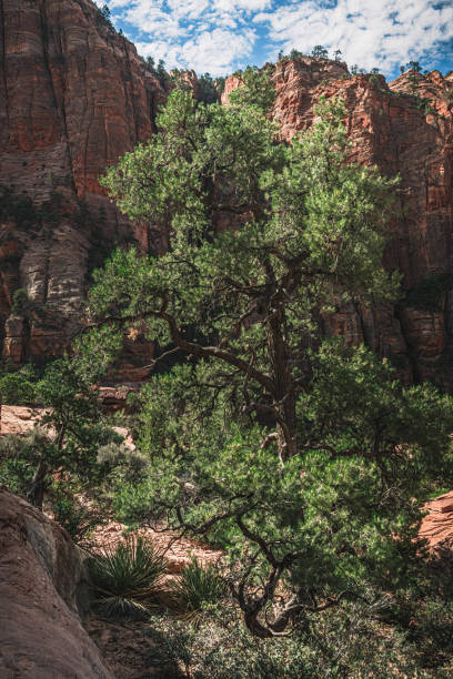istock Bryce Canyon, montage et paysage 1448374854