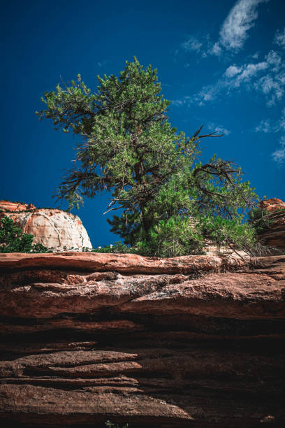 istock Bryce Canyon, montage et paysage 1448374950