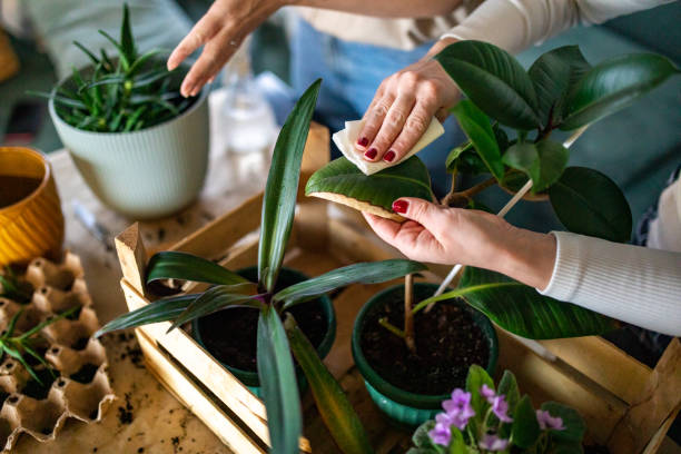 The friends take care of their plants, the woman cleans the dust from the plants stock photo