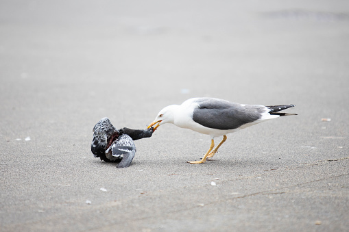 A seagull has found a dead dove in the middle of the George Square in Glasgow.