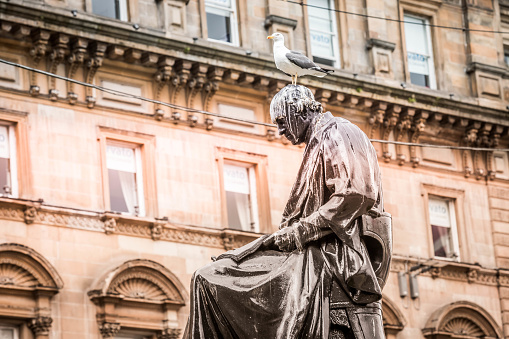 A seagull sits on the head of the Thomas Graham statue on George Square in Glasgow.