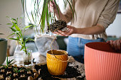 Woman transplant dracaena plant with roots on living room table at home