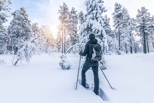 Back of male hiker in winter clothes with backpack, walking poles and snowshoes hiking in deep snow on a cold winter day in the forest at sunrise in Lapland, Finland.