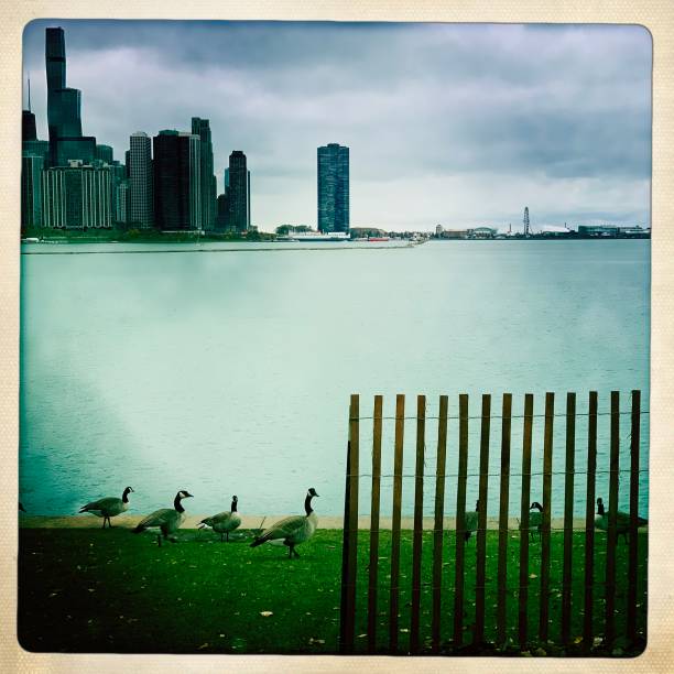 istock Geese on city lakeshore 1448377220