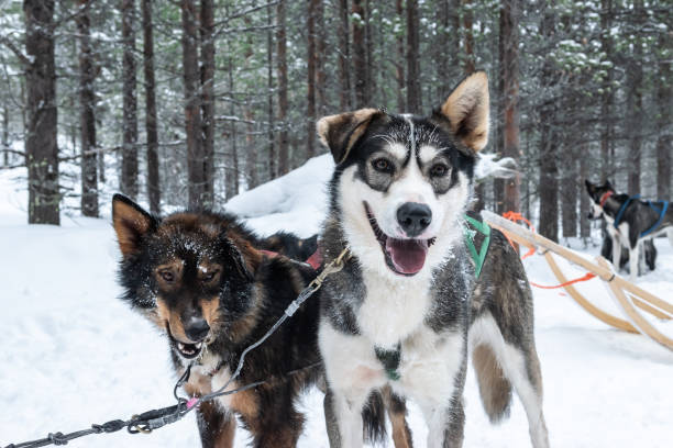 Dog sledding in Lapland. Front view of two adorable husky dogs ready for sledding in the snow on a cold winter day in Finnish Lapland. Fun and adventure in Finland. dogsledding stock pictures, royalty-free photos & images