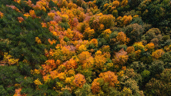 Aerial view of forest in autumn