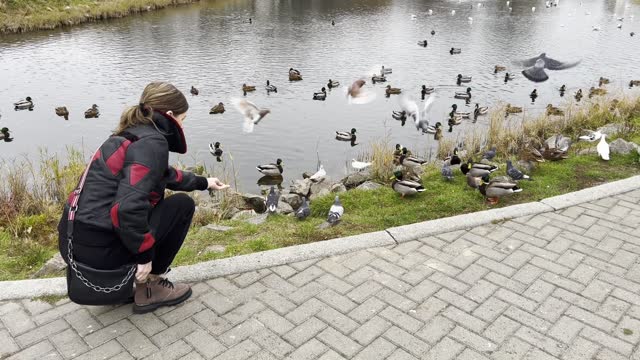 A young woman feeds birds in a public park on the shore of a small lake.