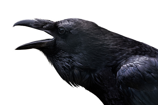 Common Raven isolated on white, corvus corax