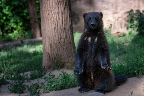 сибирский росомаха (гуло гуло) сидит на природе - wolverine endangered species wildlife animal стоковые фото и изображения