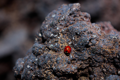 Close-up of A small ladybug on the volcanic stone. Mount Etna, Sicilia. High quality photo