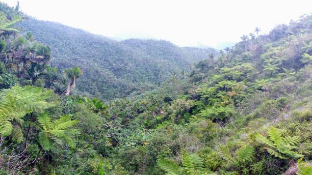 istock Interior Mountains of Puerto RIco 1448384527