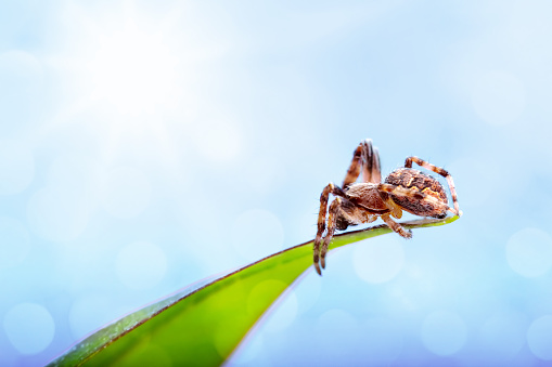 A DSLR close-up photo of a spider on a green leaf. Blue sky with beautiful sunbeams and bokeh light background. Space for copy.