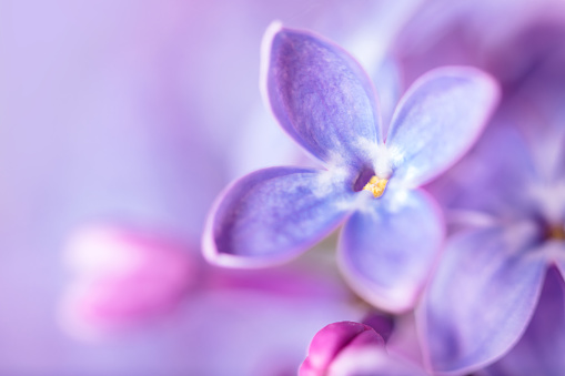 A DSLR close-up photo of beautiful Lilac blossom in purple tones. Shallow depth of field, space for copy