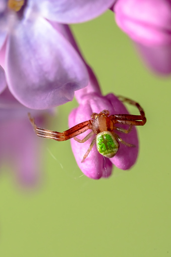 A DSLR close-up photo of a Lilac blossom with a spider. Shallow depth of field.
