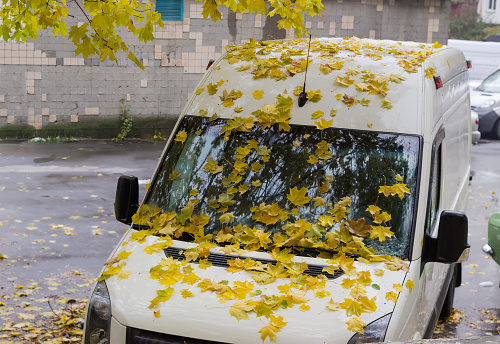 Fragment of the front part, hood, windshield and roof of the parked white van covered with autumn fallen maple leaves in autumn overcast rainy weather on a background of industrial building