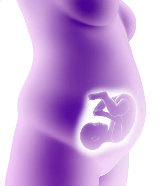 istock Growth of the fetus. Connection between fetus and placenta. X-ray side view 1448389280