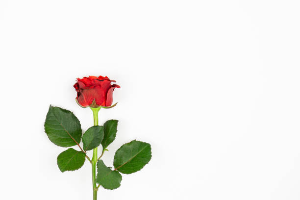 istock Red rose on a white background isolated, flat lay. 1448389288