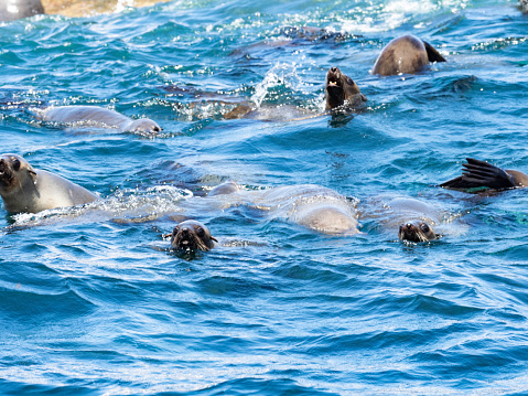 Swimming seals
