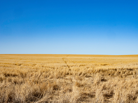 Golden wheat field and clear sky in The Mallee