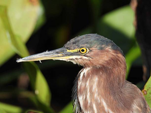 istock Green Heron (Butorides virescens) - portrait 1448391419