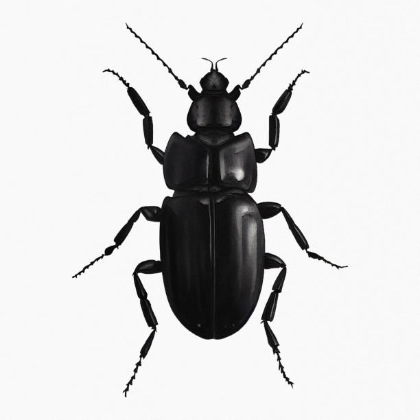 The Black Beetle Insect Arthropod The Black Beetle Insect Arthropod Variation 4 Order Coleoptera Digital Art animal antenna stock illustrations