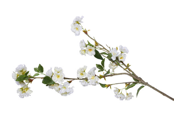istock Flower branch on a white 1448392727