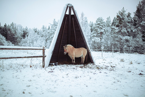 Cute pony waiting against a snow covered traditional Lapland temporary shelter by the Sami People