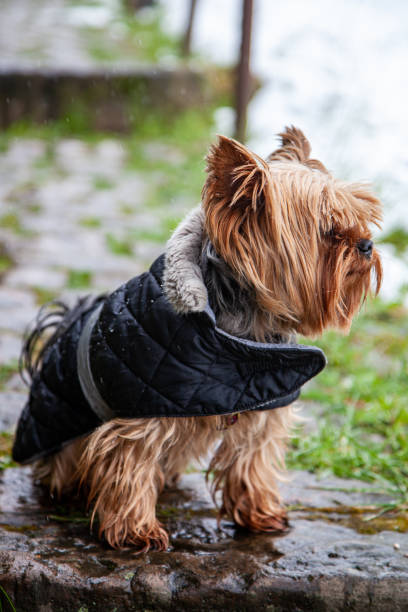 istock Yorkshire Terrier dog dressed in black clothes sitting on stone track 1448395921