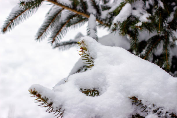 istock Spruce branch covered with snow 1448396234