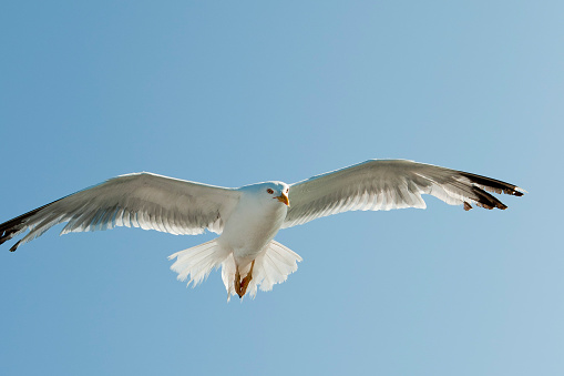 Close up of a white seagull with open wings seen from its front. Galicia
