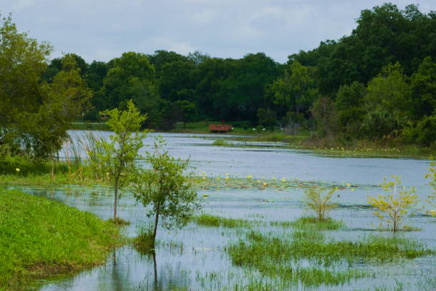 istock A Lake Surrounded by Trees and Plants 1448398233