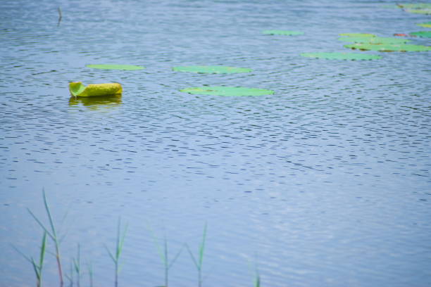 istock Water Lily Leaves Float on the Water 1448398278