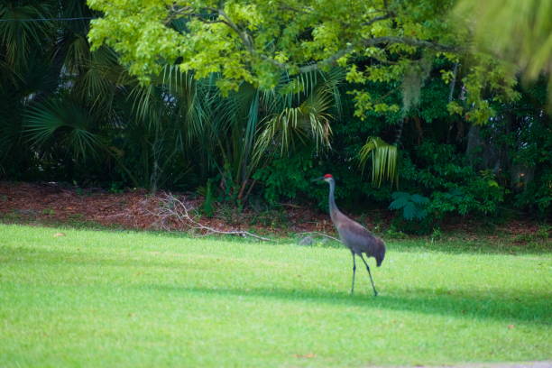 istock A Sandhill Crane Walks on the Backyard 1448398302