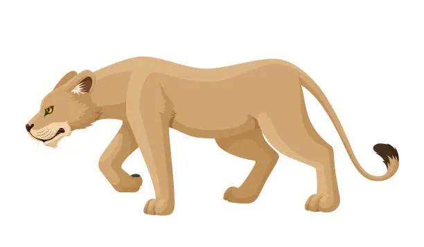 Vector illustration of Lioness Hunting. Flat Design.