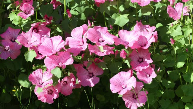 Pink flowers of annual lavatera sway in breeze on summer day.