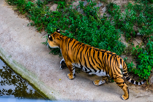 The Siberian tiger,Panthera tigris altaica is the biggest cat in the world