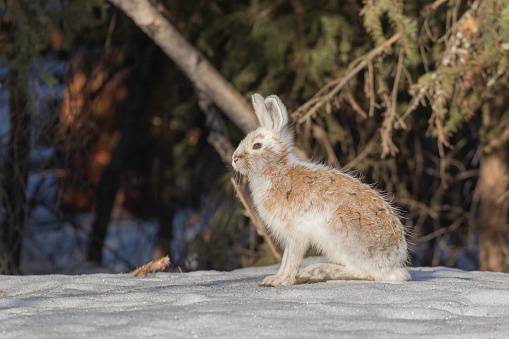 The snowshoe hare, also called the varying hare or snowshoe rabbit, is a species of hare found in North America. It has the name \