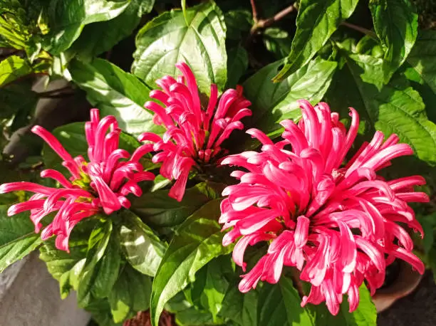 Photo of Brazilian pume red flowers