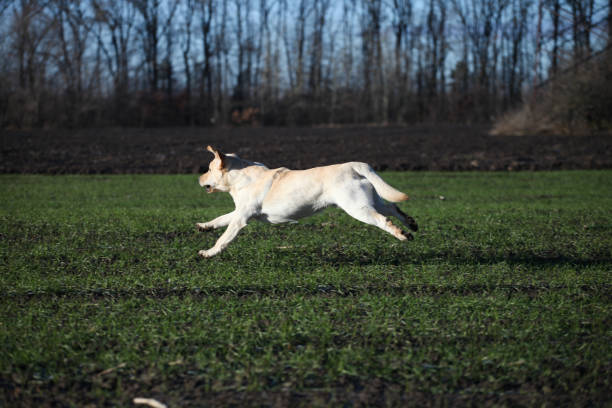 istock Puppy labrador retriever playing in the park 1448408618
