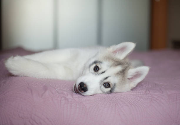 istock Siberian Husky puppy in the park 1448408620
