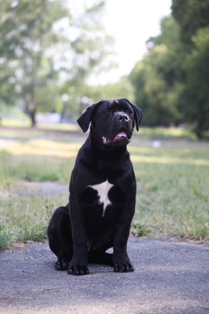 istock Italian Cane Corso puppy in the grass 1448408628