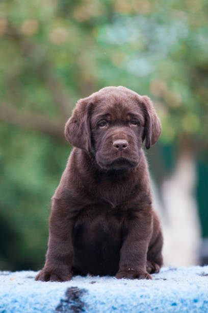 istock Puppy labrador retriever playing in the park 1448408633
