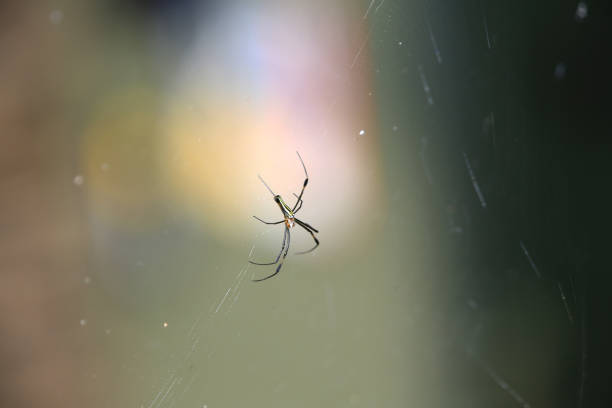 istock a garden spider on the web in a field with a blurry background 1448408757