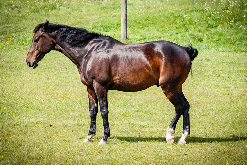 Side view of horse standing on grassy field